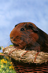 guinea pig