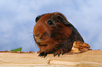 guinea pig