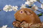 guinea pig