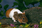 guinea pig