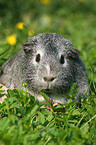 smooth-haired guinea pig in the meadow