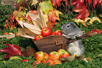 smooth-haired guinea pig in the autumn