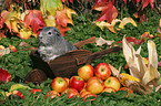 smooth-haired guinea pig in the autumn