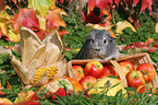 smooth-haired guinea pig in the autumn