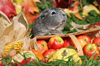 smooth-haired guinea pig in the autumn