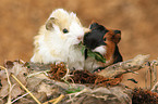 guinea pigs