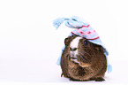 smooth-haired guinea pig