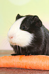 Smooth-haired guinea pig