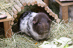 smoothhaired guinea pig