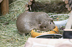 smoothhaired guinea pig