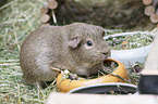 smoothhaired guinea pig