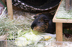 smoothhaired guinea pig