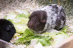 smoothhaired guinea pig