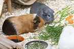 3 guinea pigs