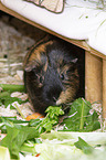 smoothhaired guinea pig