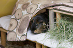 smoothhaired guinea pig