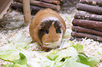 smoothhaired guinea pig