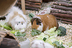 3 guinea pigs