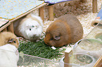 4 guinea pigs
