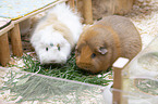 2 guinea pigs