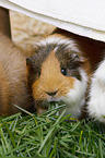 3 guinea pigs