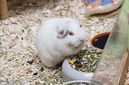 smoothhaired guinea pig