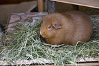 smoothhaired guinea pig