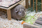 smoothhaired guinea pig