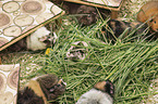 7 guinea pigs