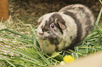 smoothhaired guinea pig