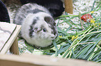 smoothhaired guinea pig