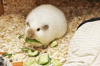 smoothhaired guinea pig