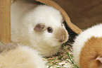 3 guinea pigs