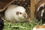 4 guinea pigs