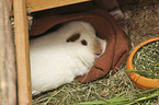 smoothhaired guinea pig