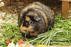 smoothhaired guinea pig