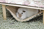 smoothhaired guinea pig