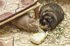 2 guinea pigs