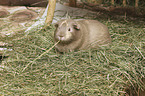 smoothhaired guinea pig