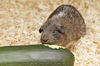 smoothhaired guinea pig