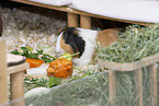 smoothhaired guinea pig