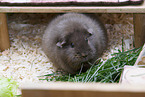 smoothhaired guinea pig