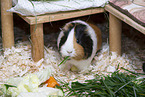 smoothhaired guinea pig