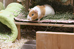 smoothhaired guinea pig