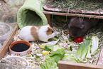 smoothhaired guinea pig