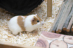 smoothhaired guinea pig