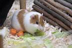 smoothhaired guinea pig