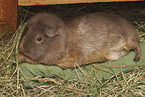 smoothhaired guinea pig