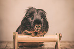 smoothhaired guinea pig