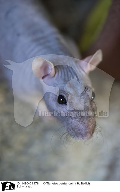 Sphynx rat / HBO-01178